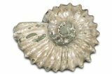 Bumpy Ammonite (Douvilleiceras) Fossil - Madagascar #343833-1